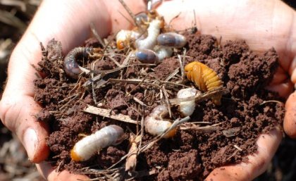 two hands holding some brown soil in which there are fat white grubs